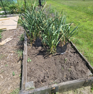 A garden bed of garlic with half of the plants removed
